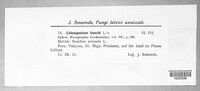 Coleosporium tussilaginis image